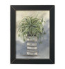 NOR239 Cascading Spider Plant