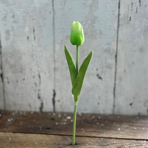 GREEN TULIP