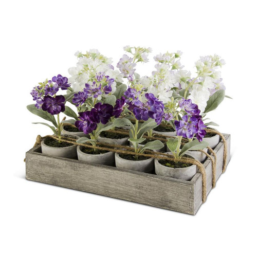 12 Assorted Potted Delphiniums w/Wood Tray