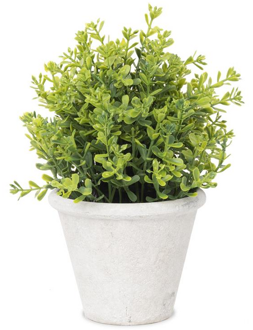 Light Colored Greenery In Pot