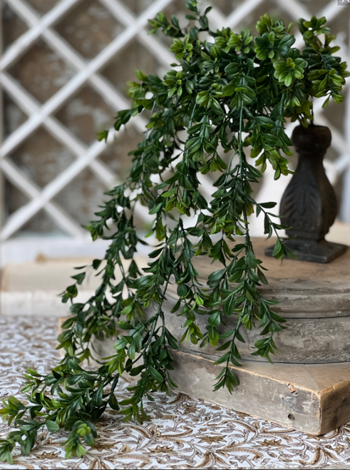 32" Galilee Boxwood Hanging