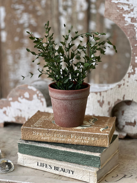 10" Hebron Pot | Spear Leaf