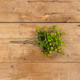 14" YELLOW GREEN EUCALYPTUS LEAF SPRAY