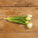 9.5" GREEN & WHITE TULIP BUSH
