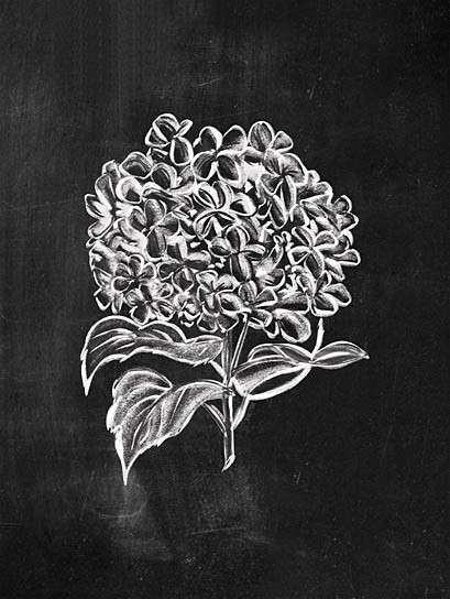 FEN686 Chalkboard Hydrangea Picture