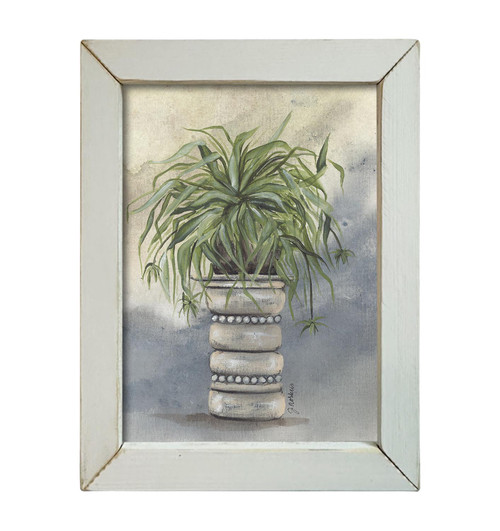 NOR239 Cascading Spider Plant