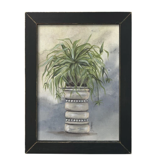 NOR239 Cascading Spider Plant
