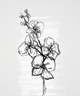 199570D Sketched Flower Stem Picture