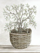 Basket of White Picture