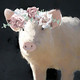 Pinky the Piggy Picture