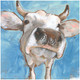 Nosy Cow Picture