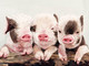 Three Little Piglets Picture