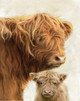 MOL2234 Highland Mom and Baby Picture