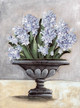 NOR250 Potted Hyacinth Picture