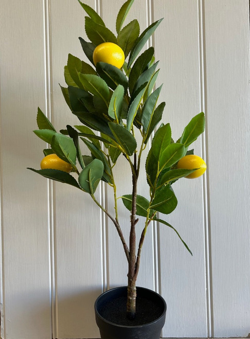 Lemon Tree Plant - Sold in 5's - £4.00 each
