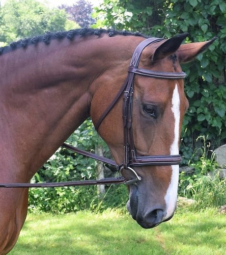 Black Oak Laurel Uni-Crown Bridle with Laced Reins
