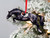 Jumping Horse Ornament - Black Hunter Jumper
