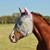 Crusader Fly Mask with Ears - Pink