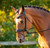 Black Oak Daphne Dressage Bridle with Flash & Reins - Black 
