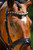 Black Oak Daphne Dressage Bridle with Flash & Reins - Black 