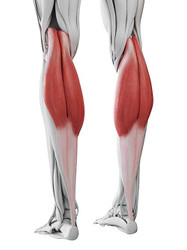 CALF STRAIN SYMPTOMS AND TREATMENT