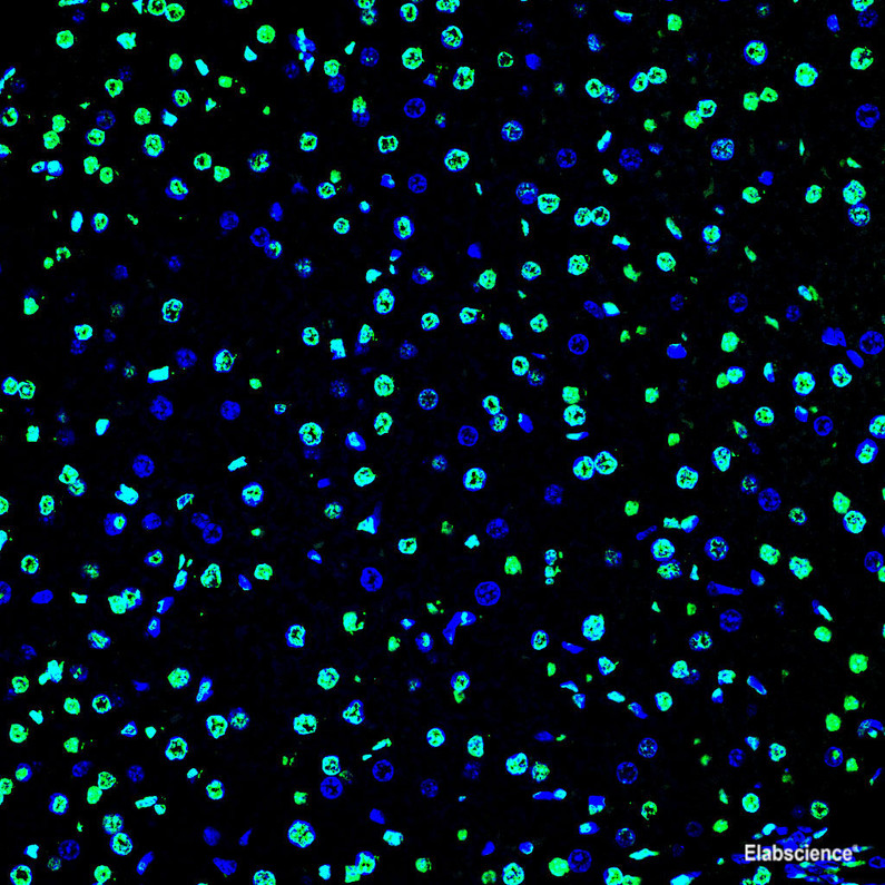 Elabscience One-step TUNEL In Situ Apoptosis Kit (Green, FITC)