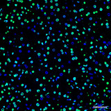 Elabscience One-step TUNEL In Situ Apoptosis Kit (Green, FITC)