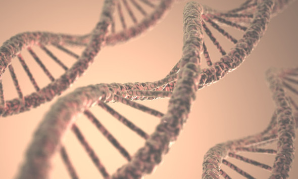 Hieff™ Versatile T4 DNA Ligase (600 U/µL)- Thermotolerant and High Fidelity 12996ES