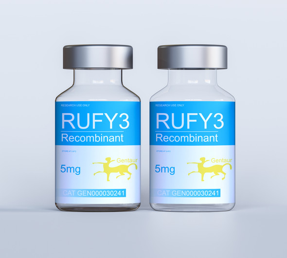 RUFY3 Recombinant