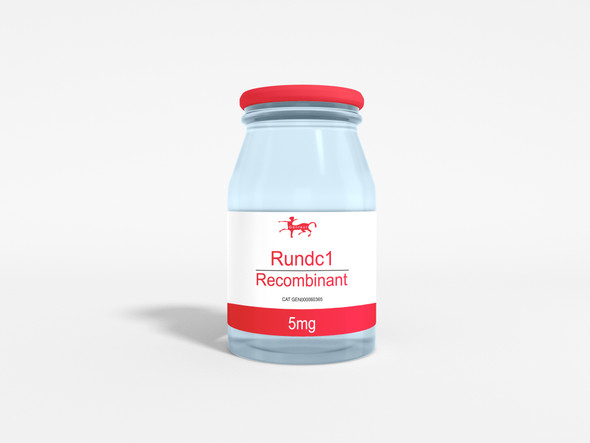 Rundc1 Recombinant