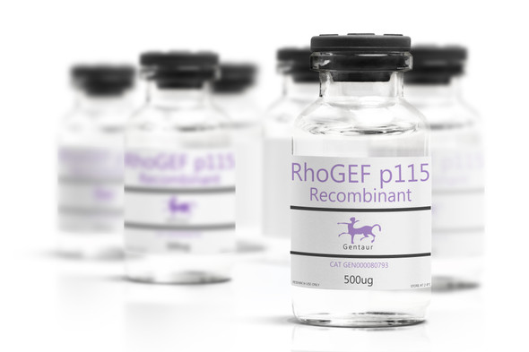 RhoGEF p115 Recombinant