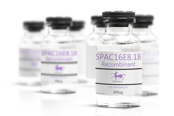 SPAC16E8.18 Recombinant