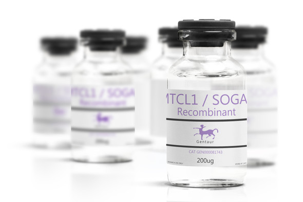 MTCL1 / SOGA2 Recombinant