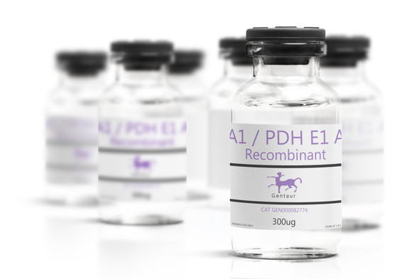 PDHA1 / PDH E1 Alpha Recombinant