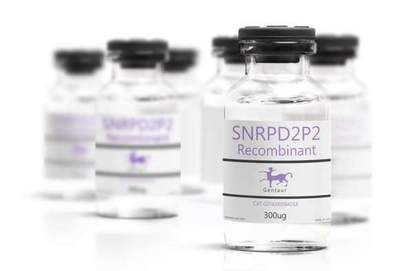 SNRPD2P2 Recombinant
