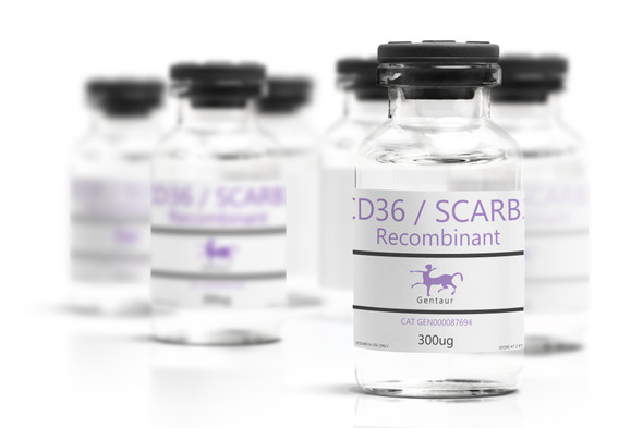 CD36 / SCARB3 Recombinant