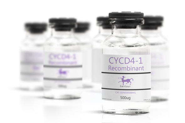 CYCD4-1 Recombinant