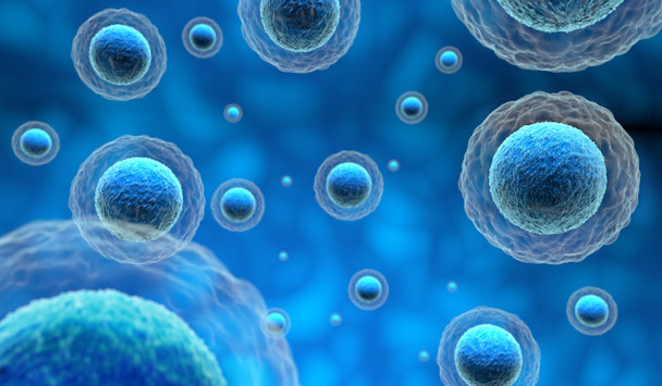 Human Alpha-Actin 2, ACTA2 Differentiation Reporter (pGreenZeo, plasmid)