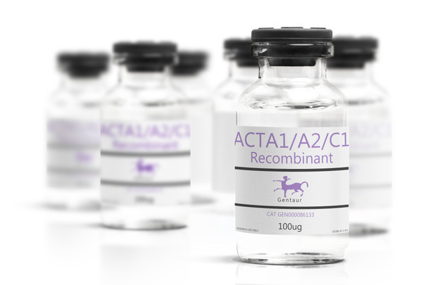 ACTA1/A2/C1 Recombinant