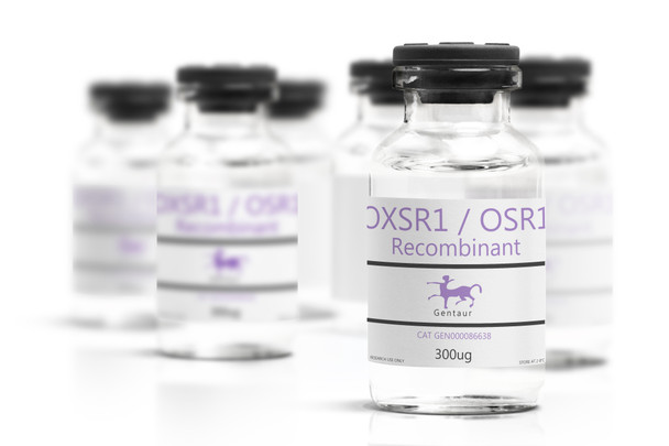 OXSR1 / OSR1 Recombinant