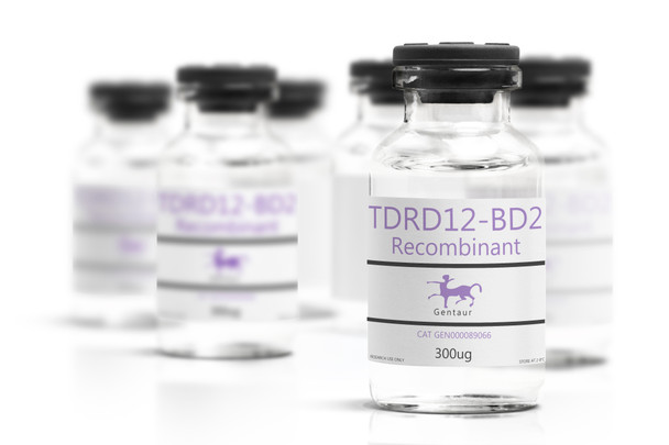 TDRD12-BD2 Recombinant