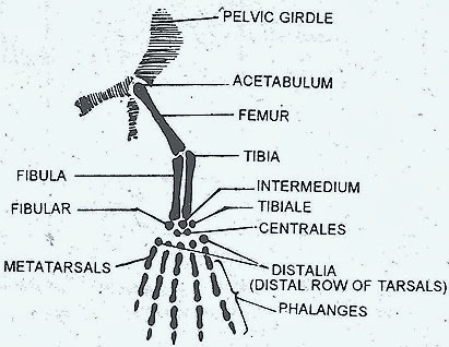 HIND LIMB SKELETON IN, REPTILE BIRD AND MAMMAL –COMPARATIVE ANATOMY