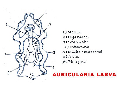 auricularia-larva-7-.jpg