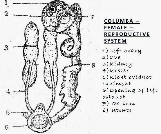 bird-reproductive-system-female-thumb-6-.jpg