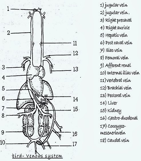 bird-venous-system-13-.jpg