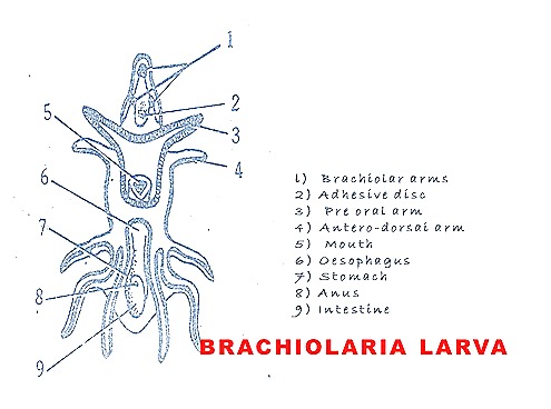 brachiolaria-larva-10-.jpg