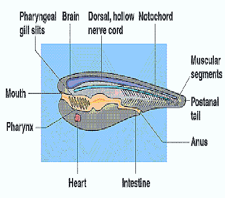 Cephalochordata Classification systematic position