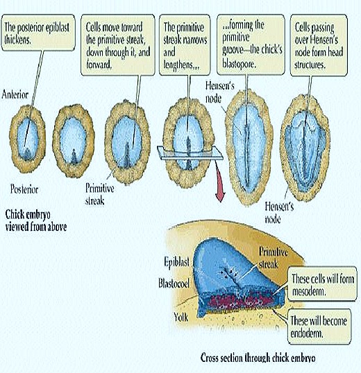 PECTORAL GIRDLE-REPTILE-BIRD-MAMMAL- COMPARATIVE ANATOMY