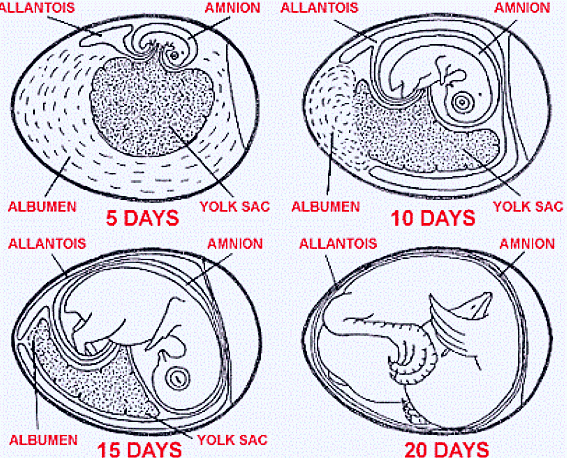 chick-embryology1-thumb-13-.gif