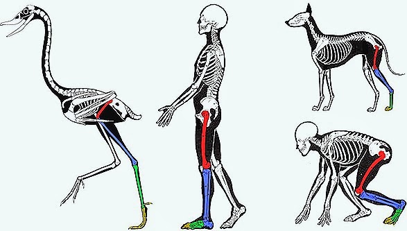 Classes Of Comparative Anatomy